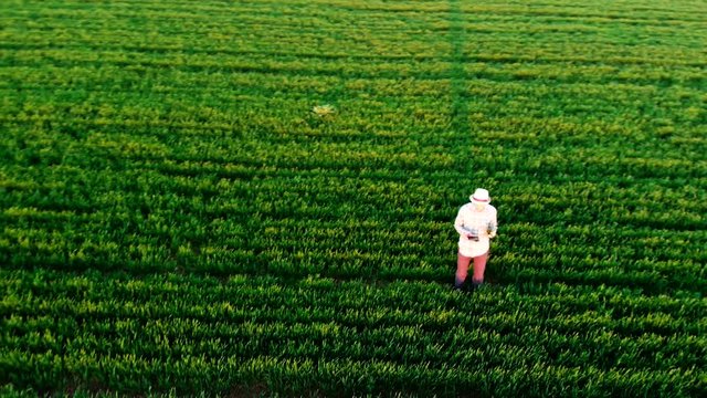Farmer walking green field in spring aerial video at sunset. Agriculture industry concept, organic farmig, growing wheat. Green field ripening at spring season, agricultural landscape
