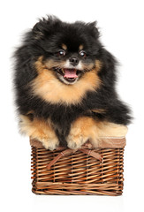 Obraz premium Happy Spitz dog in wicker basket