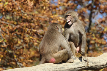 Mantelpavian / Hamadryas Baboon / Papio hamadryas...