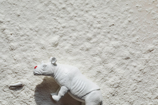 Rhino without his horn