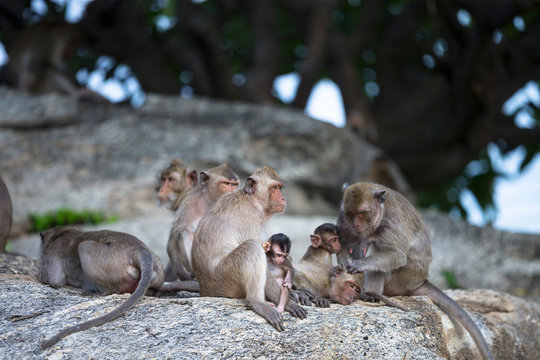 Wild monkey family together