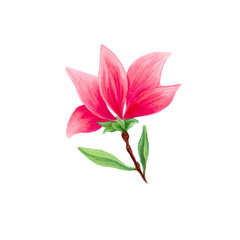 Magnolia flower in blossom, beautiful branch for logo design, isolated illustrations set. Pink floral sketch drawings. Spring blossom realistic cliparts. Wildflowers pencil texture.