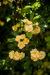 ladybanks, little yellow roses, in splendid bush