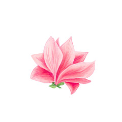 Magnolia flower in blossom, beautiful branch for logo design, isolated illustrations set. Pink floral sketch drawings. Spring blossom realistic cliparts. Wildflowers pencil texture.