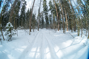 Winter snowy forest near Moscow