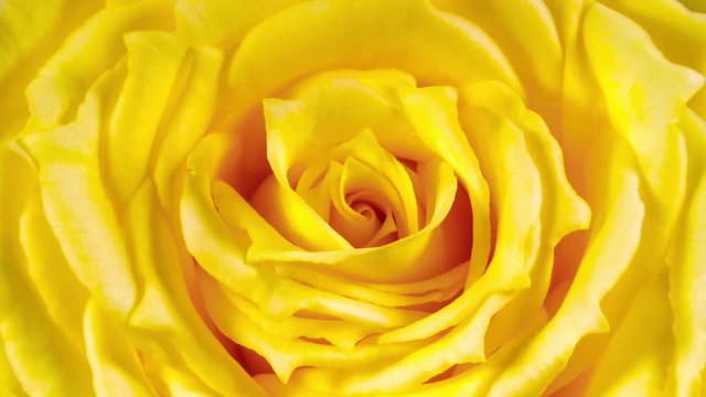 Timelapse of yellow rose growing blossom from bud to big flower macro shot