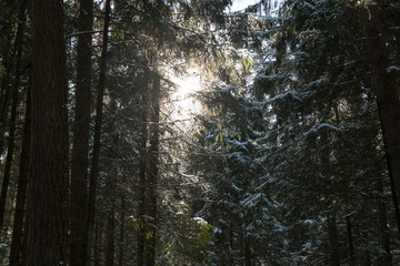 Winter snowy forest near Moscow