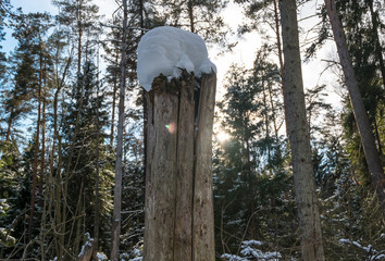 Winter snowy forest near Moscow