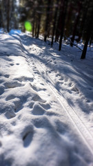 Winter snowy forest near Moscow