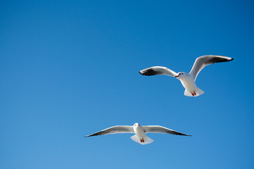 Fototapeta na wymiar Pair of seagulls flying in the sky