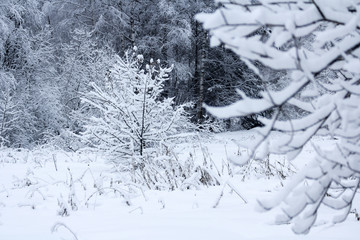 Winter snowy forest near Moscow