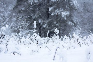 Winter snowy forest near Moscow