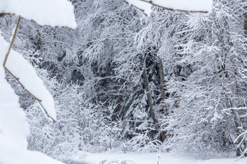 Winter snowy forest near Moscow