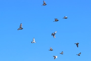 Flock of pigeons flying in the blue sky - texture for background