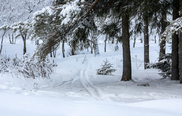 Winter snowy forest in December