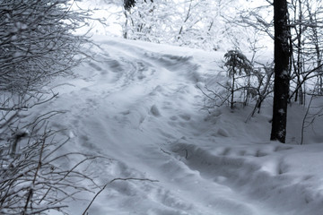 Winter snowy forest in December