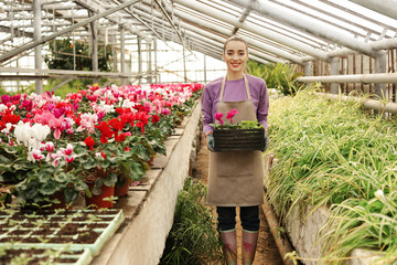 Obraz premium Young woman holding wooden crate with potted plants in greenhouse. Home gardening