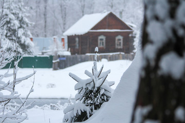 Winter snowy forest in December