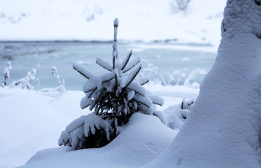Winter snowy forest in December
