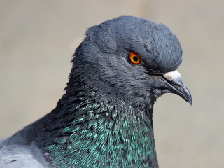 Beautiful portrait of a dove with an orange eye and blue-gray feathers on the neck close-up