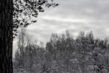 Winter snowy forest in December