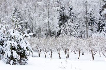 Winter snowy forest in December