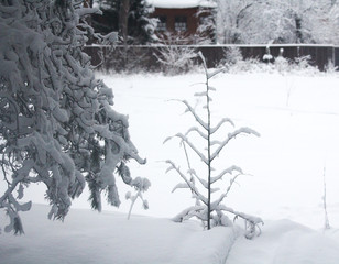 Winter snowy forest in December