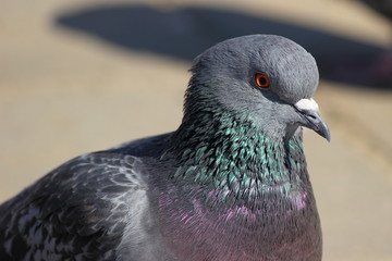 Wild pigeon close-up