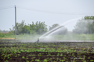 Irrigation system in field of melons. Watering the fields. Sprinkler