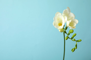 Fototapeta na wymiar Beautiful freesia with fragrant flowers on color background. Space for text
