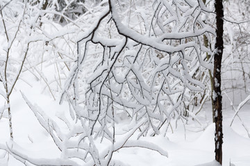 Winter snowy forest in December