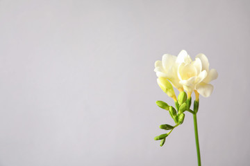 Beautiful freesia with fragrant flowers on grey background. Space for text