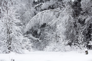 Winter snowy forest in December