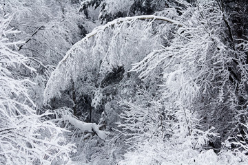 Winter snowy forest in December