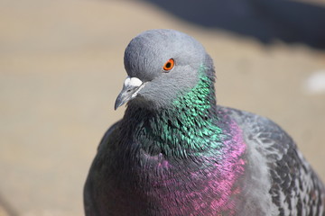 Look of a dove with an orange eye and blue-gray feathers on the neck close-up