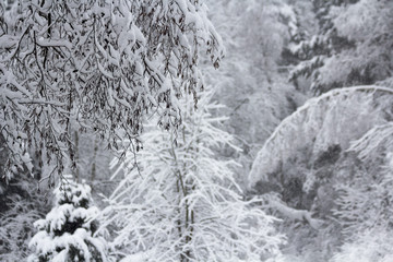 Winter snowy forest in December