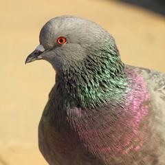 The head of a dove with an orange eye and blue-gray feathers on the neck close-up