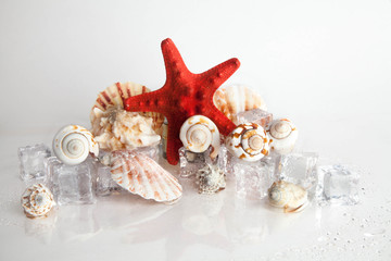 red starfish, seashell and marin decoration