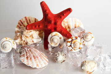 red starfish, seashell and marin decoration