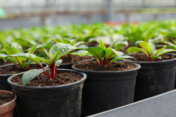 Many pots with soil and fresh seedlings in greenhouse, closeup