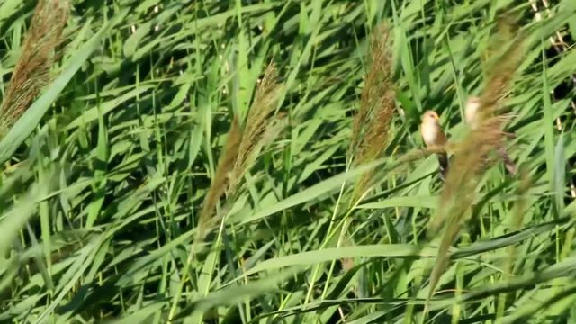 Cute little birds. Green reeds background. Bird: Bearded Reedling. Panurus biarmicus .