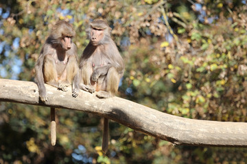Mantelpavian / Hamadryas Baboon / Papio hamadryas.