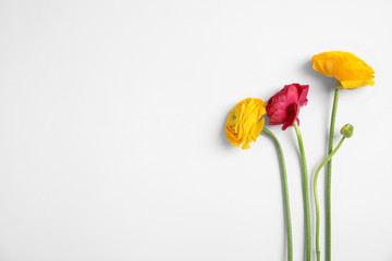 Fototapeta premium Beautiful ranunculus flowers on white background, top view