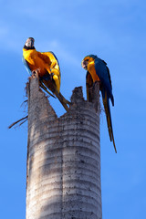 Couple macaw