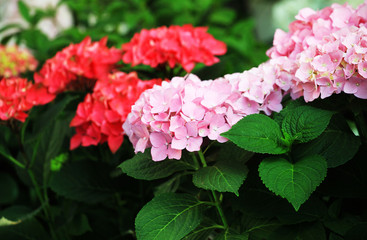 Bright flowers hydrangea tulips in the garden