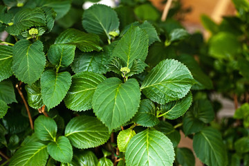 Green leaf of a strawberry in a garden, on a bed