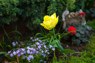Bright flowers hydrangea tulips in the garden