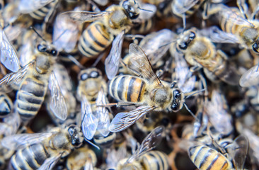 Obraz premium Macro photograph of bees. Dance of the honey bee. Bees in a bee hive on honeycombs.