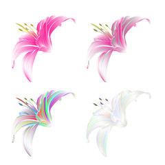 Fototapeta premium Lily colored and pink Lilium candidum on a white background vintage vector illustration editable Hand draw