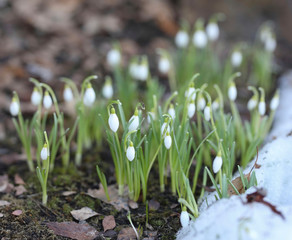 snowdrops in spring
